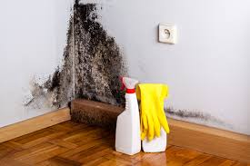 Best Black Mold Removal  in Sussex, WI